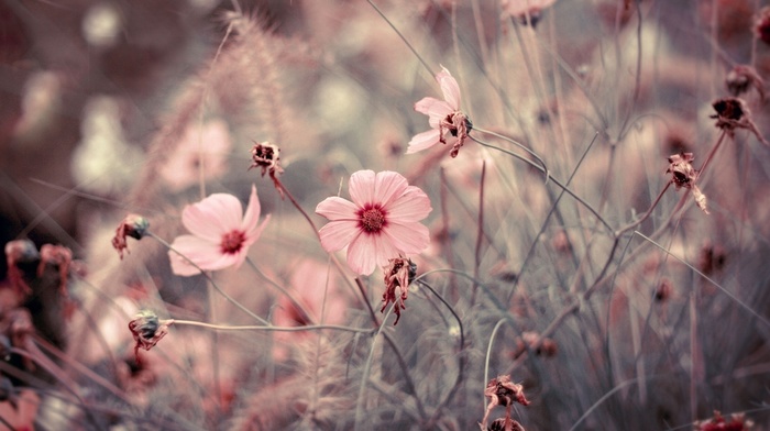 flowers, macro