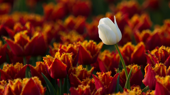 tulips, white, flowers