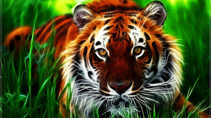 animals, tiger