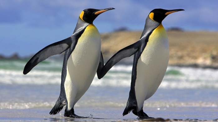 love, animals, penguins