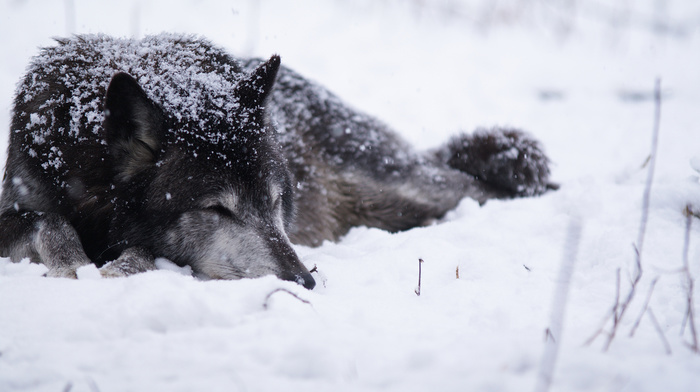 wolf, animals, snow, cold