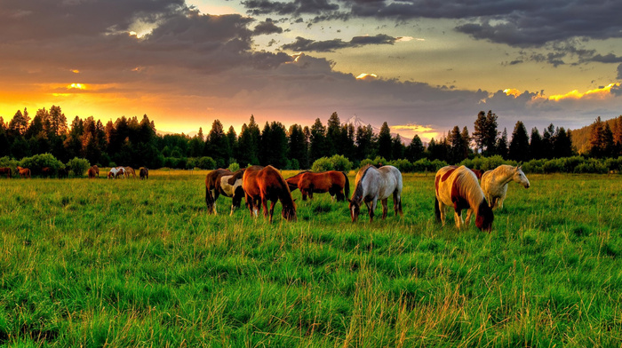 animals, horse, field, grassland, summer, nature, horses, glade