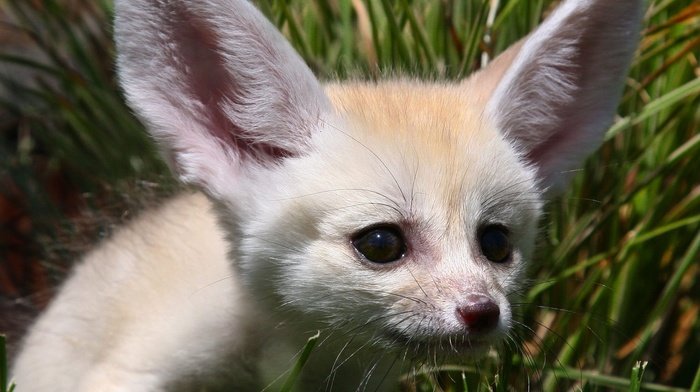 fox, ears, animals