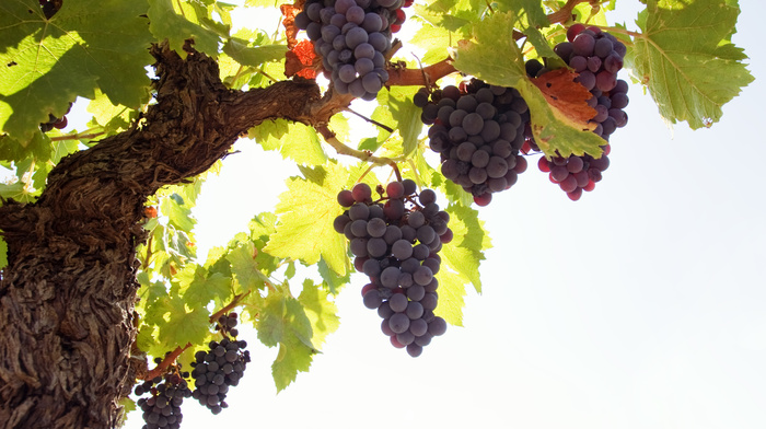 nature, grapes, leaves