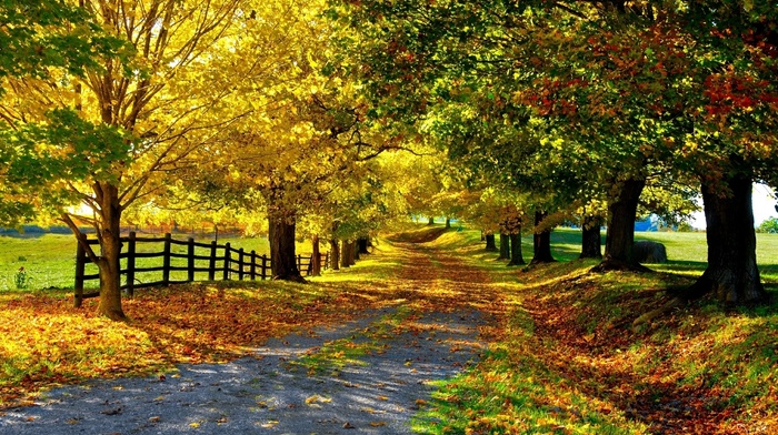 leaves, autumn, fence, road, nature, trees