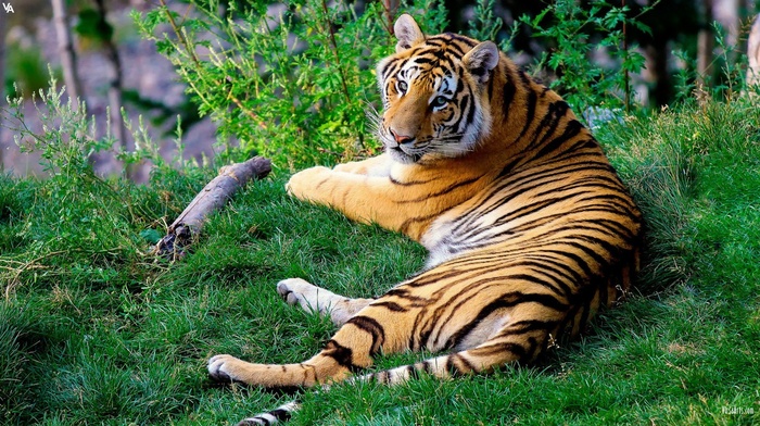 cat, animals, tiger