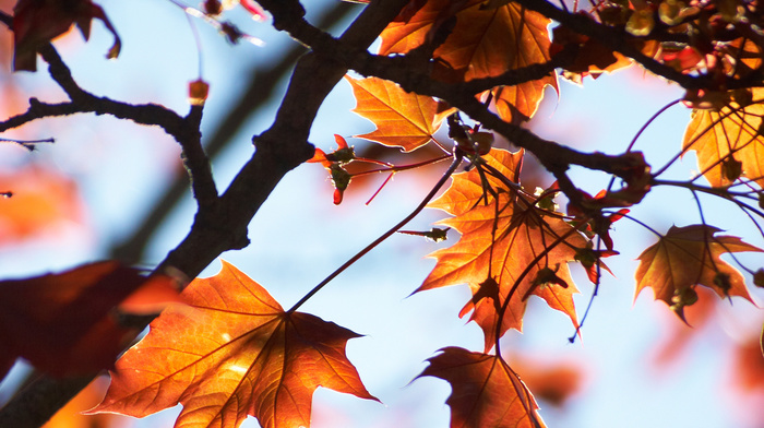 autumn, sky, tree, macro, twigs, light