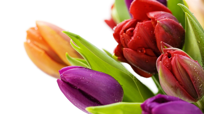 plants, flowers, tulips