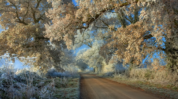 landscape, road, winter, trees