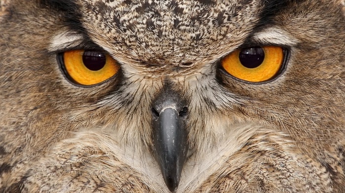 eyes, owl, bird, animals