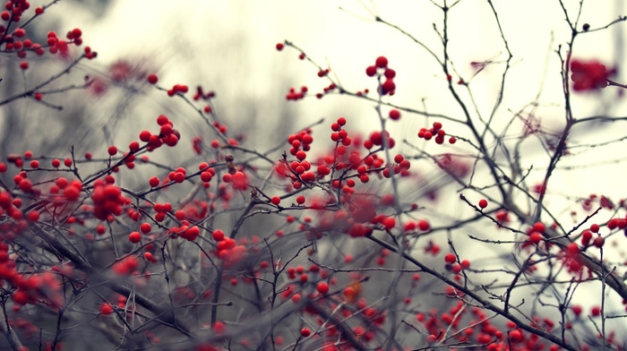 berries, nature, plant, twigs