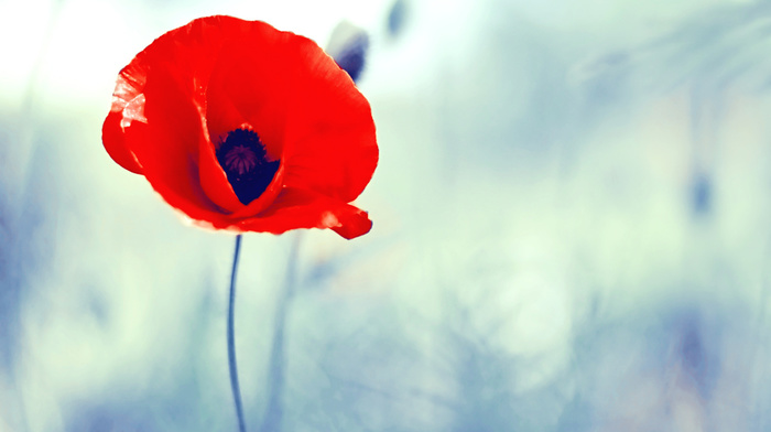 red, flowers