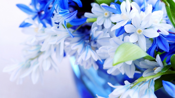 flowers, blue, bouquet, color