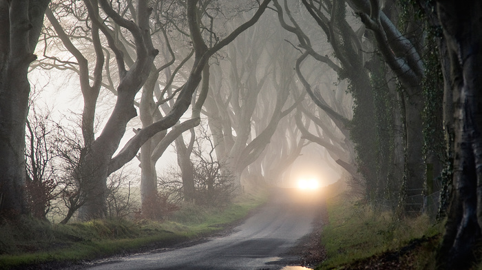 nature, trees, mist, autumn, headlights