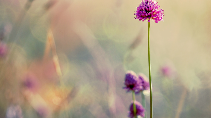 flowers, motion blur