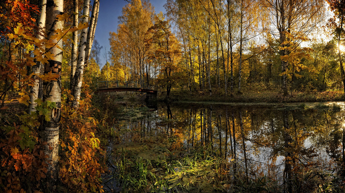 trees, forest, water, autumn, foliage, bridge