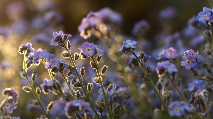 plants, flowers, field