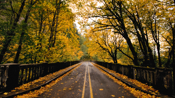 road, bridge, nature, foliage, autumn