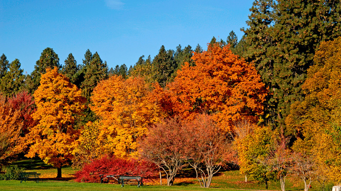 autumn, beauty, trees