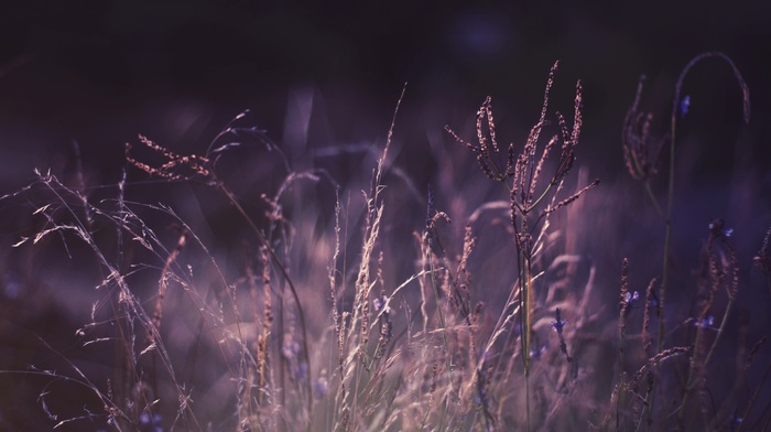 purple, photo, plants, grass, nature, macro, color
