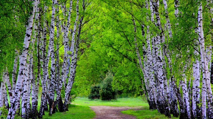 nature, road