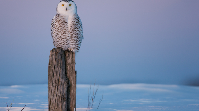 owl, snow, winter, cold, bird, animals