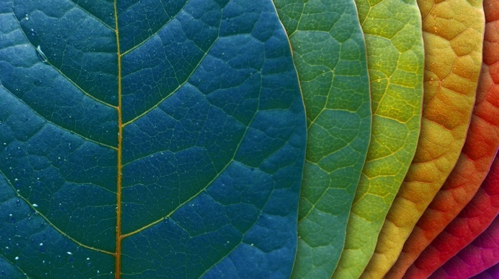 macro, leaves, colors, background