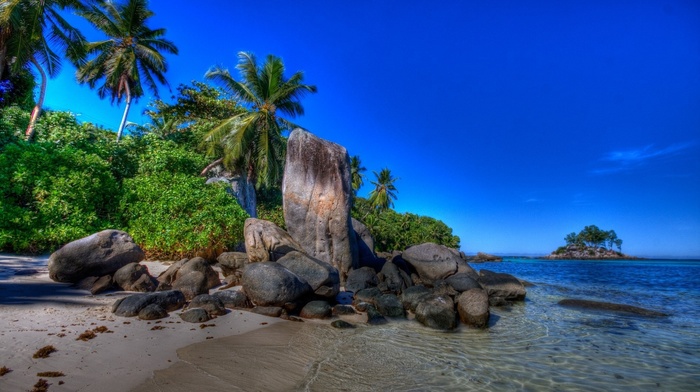 nature, sea, palm