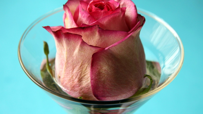 wineglass, flowers, rose