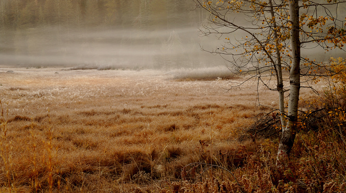 autumn, forest