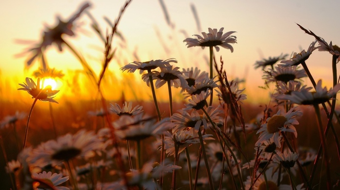 nature, flowers, chamomile, sunset, grass