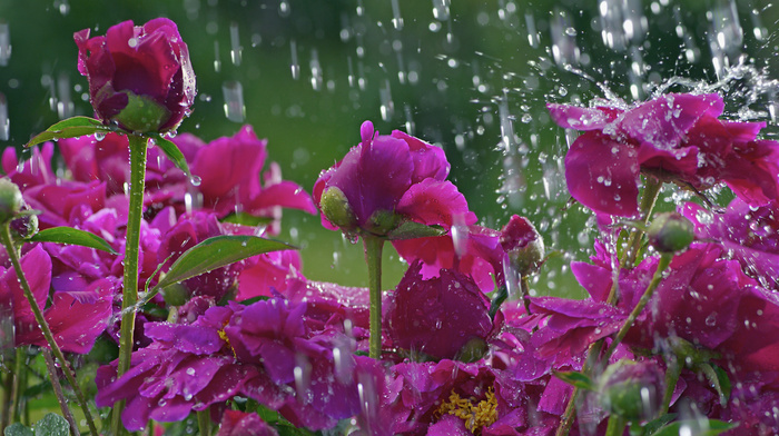 macro, glade, flower, drops, flowers, rain