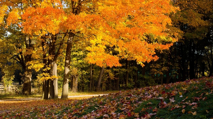foliage, autumn, trees
