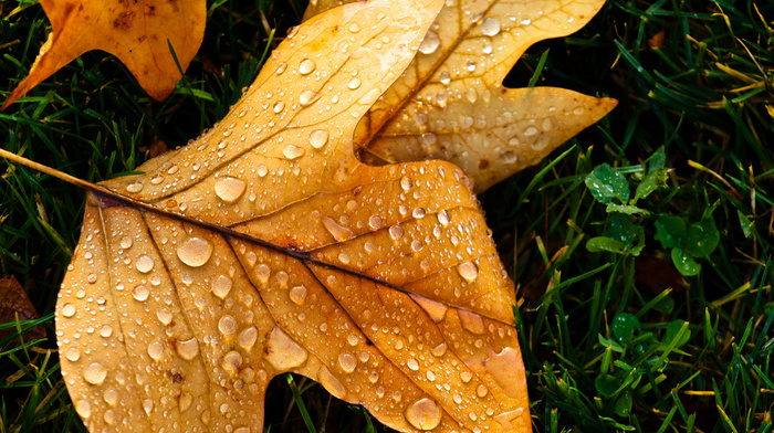 leaf, drops, autumn, macro