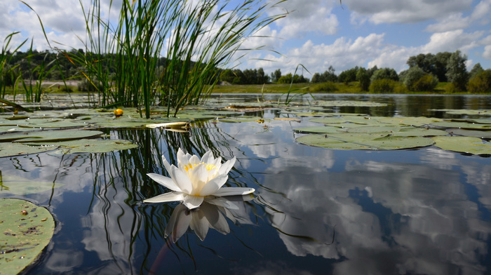 pond, nature