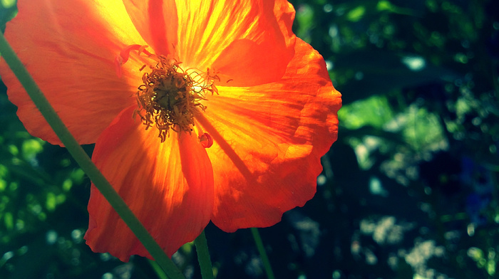 flowers, green, summer, orange