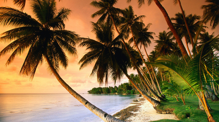 sunset, nature, sea, grass, sand, ocean, palm trees