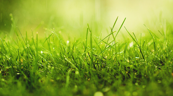 dew, macro, grass, drops, rain, greenery