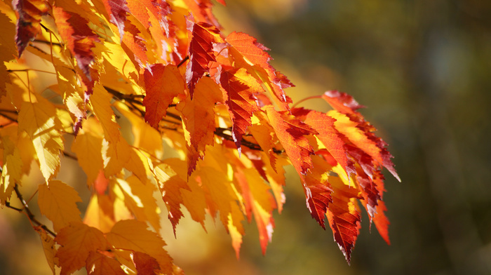 branch, background, color, autumn