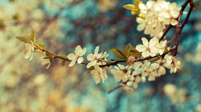 spring, leaves, branch, macro, flowers, plant, wallpaper, colors