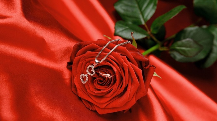 rose, stunner, love