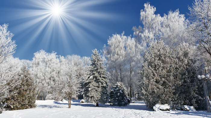 Sun, nature, winter, forest, trees, snow