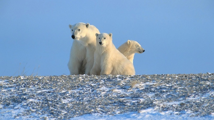 animals