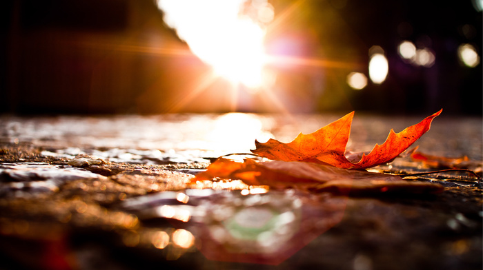 autumn, lights, road, macro, leaf