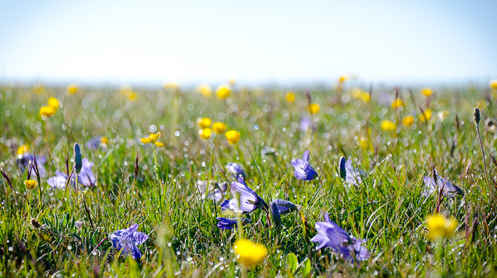 dew, grassland, flowers, grass, field