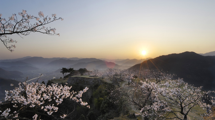 Japan, sunset, sakura, nature, view