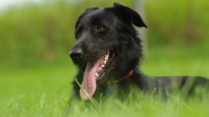 dog, animals, grass