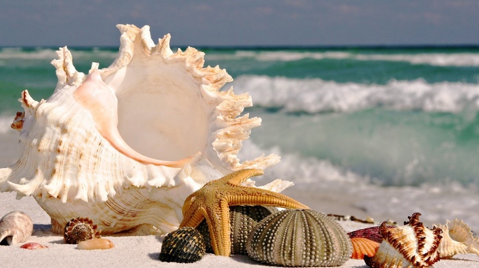 on, sea, stunner