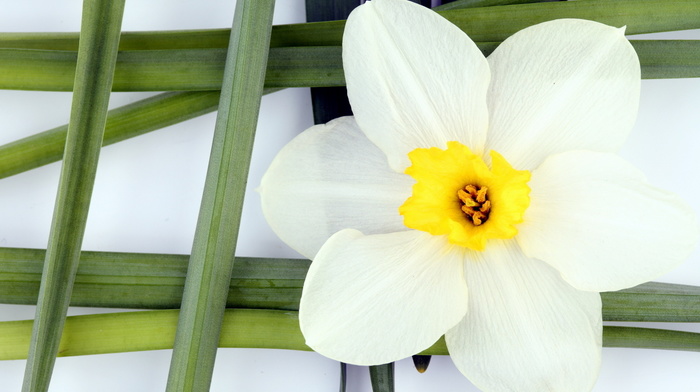 flowers, flower