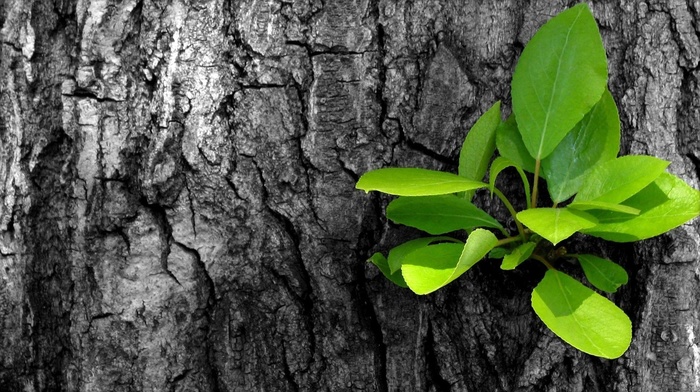 tree, minimalism, leaves